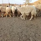 ضان حريات حرش مراح واحد بي فحلها عددها 32