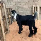 تيوس عارضيه بين 4 و 5 شهور
