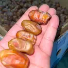 تمر اخلاص الحساء