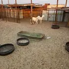 رخال حريه للبيع