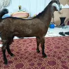 تيس ذبيحة