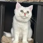 سكوتش ستريت مسجله من اقوى المستويات
