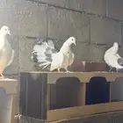 حمام رقاص الون فاخرة
