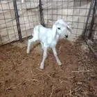داغور حري خروف