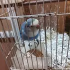 طيور جميلة وبياضة