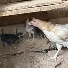 للبيع دجاجه معاها فروخها