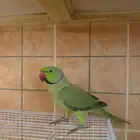 ببغاء ذكر درة مطوق