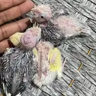 فروخ كروان هولندي