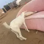 جفرة للبيع العمر 4 شهور   الجفره من ام بيشيه برصا وأب بلدي