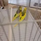 طيور بادجي