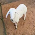 خروف حري