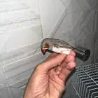 طيور صغار