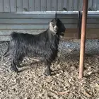 تيس فحل عارضي