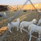 بهم للبيع