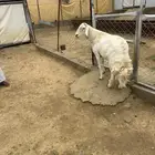 خروف فحل حري