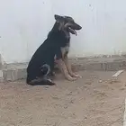 للبيع كلاب جيرمن شيبرد ورك لاين