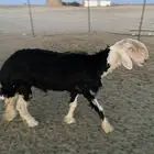 فحل نجدي صنف
