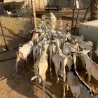 تيوس نعيمي سواكن قعدان كل ماتحتاجه بتلاقيه بمزارعنا