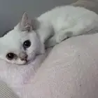 قط ذكر للتبني سكوتش ستريت
