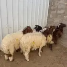 خرفان ورخال نعيم بلدي طيبة