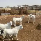 تيوس يمنيه مر بأن