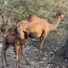 خلفة ساحلية صفراء