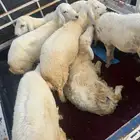 طليان ذبايح