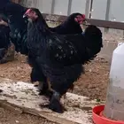 ديك براهما كلوبي اسود