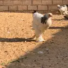 دجاج براهما كلوبي اصلي