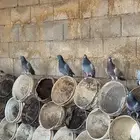 حمام فرنسي و زاجل للبيع