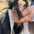 تيس فحل عارضي جبر