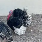 ديوك رومي