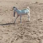 جفره طيبه للبيع