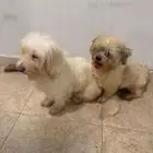 كلاب للبيع