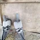 جوز حمام زاجل