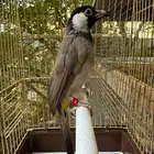 ذكر بلبل عربي