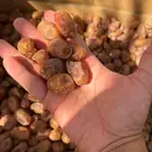 تمر خلاص الاحساء الشعبة