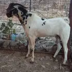 فحل بيشي ولد التحدي ولد الباشا ولد الكايد ولد الاسطوره