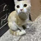 قطه أنثى