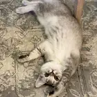 قطة سكوتش للتبني