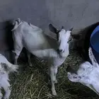 ماعز