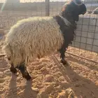 خروف نعيمي كفو