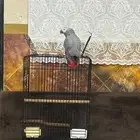 كاسكو كابتن كلام كبير جاهز للإنتاج