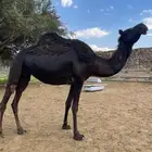 لقحه ثنو لها فاللقاح 8 شهور