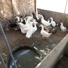 بط بكيني للبيع