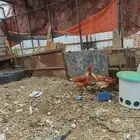 دجاج لوهمان للبيع