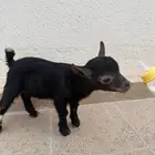 تيس قزم مكس