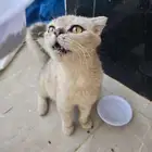 قطوة ضائعة