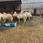 الفرعه