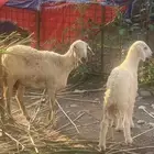 نعجة رباع تبعها طلي